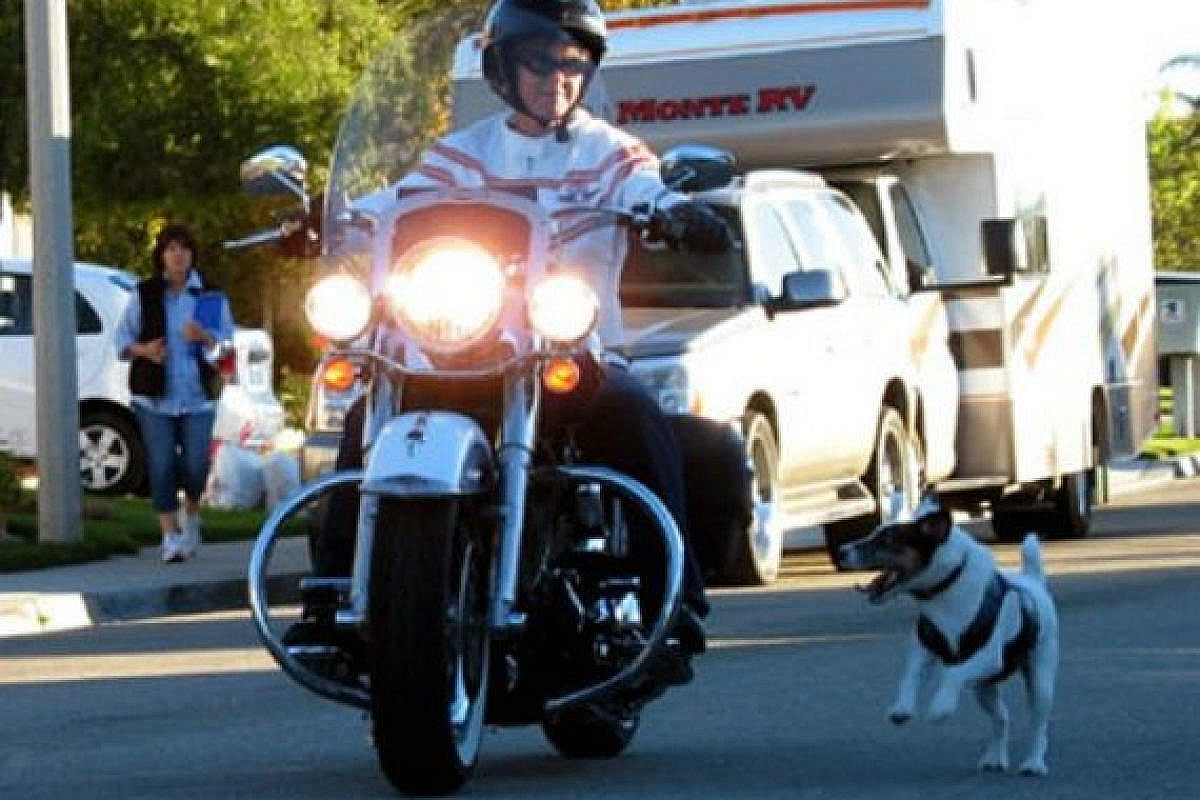 moto perro