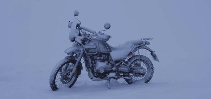 himalayan